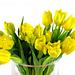 Bright and sunny, quite simply - Top quality, crisp sunny Yellow Tulips. Bright and sunny, quite simply - Top quality, crisp sunny Yellow Tulips.