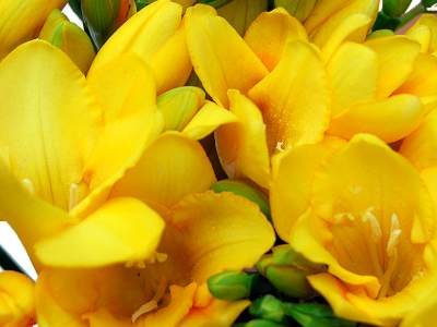 Yellow Freesia