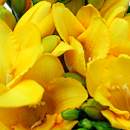 Yellow Freesia