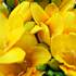 The Fabulously fresh and fragrant Yellow Freesia.