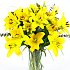 Yellow Lilies, crisp fresh arriving in bud ready to place in your own vase.