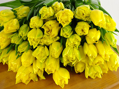 20 Yellow Tulips
