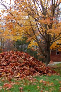 Small Pile of Leaves