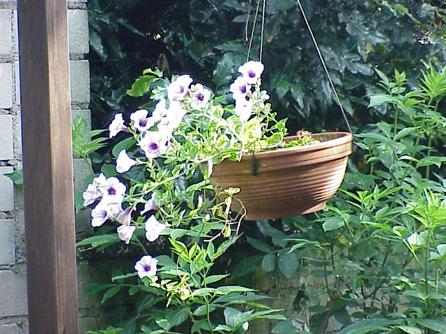 Bowl of Petunias