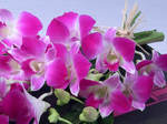 12 stems of the beautiful dendrobium orchid