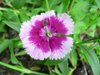 A variety of Pink or Dianthus