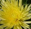 Close up of a yellow chrysanthemum