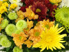 Image of Just Chrysanthemums by Clare Florist
