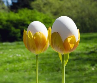 Easter eggs in tulips