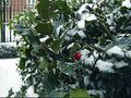 Holly_in_Winter