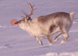 Rudolph-the-red-nose-reindeer