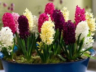 Hyacinthsindoors