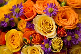 Colourful-roses