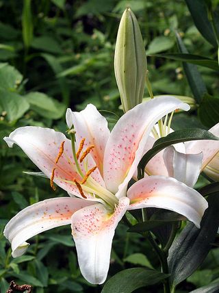 Hybrid lily