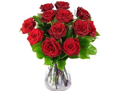 A romantic photo of 12 red roses