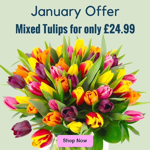 29 Percent off Mixed Tulips