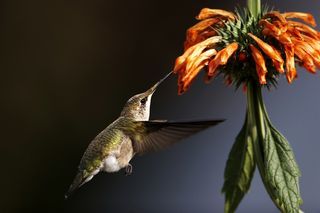 To Kill a Hummingbird: Global Warming to Blame for Disappearing Birds