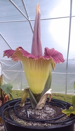 Rare 'Corpse Flower' to Bloom at Franklin Zoo
