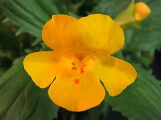 Extraordinary New 'Hybrid Monkey Flower' Discovery in Stirling