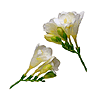 Care for Freesia image