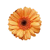 Care for Gerbera image