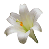 care for Lilies image
