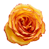 care for roses image
