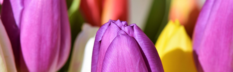 Spring Flowers