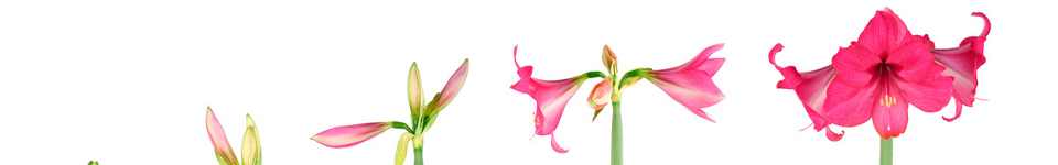 Amaryllis