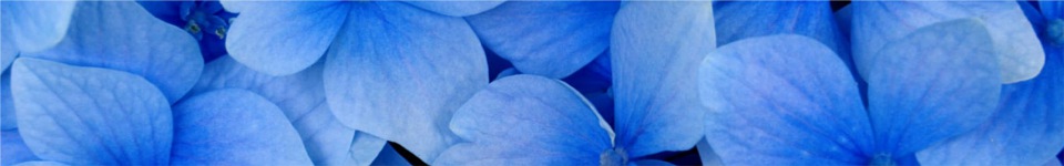 Blue Flowers