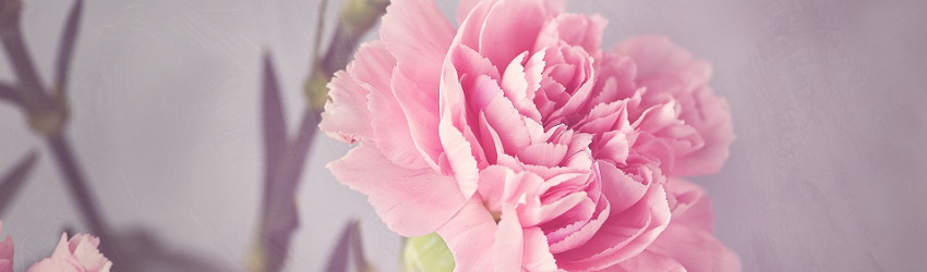 Carnations