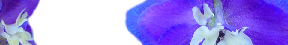 Delphinium