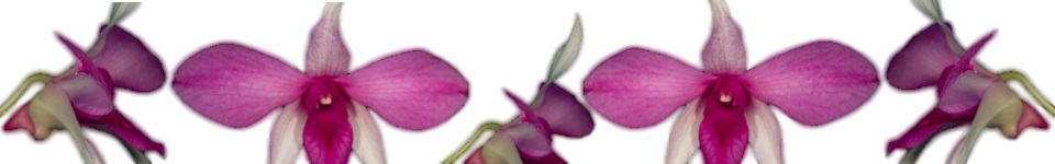 Dendrobium