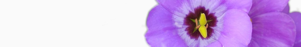 Eustoma