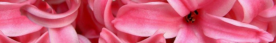 Hyacinth
