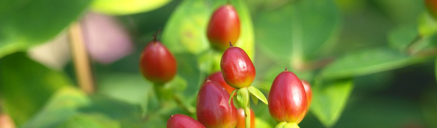 Hypericum
