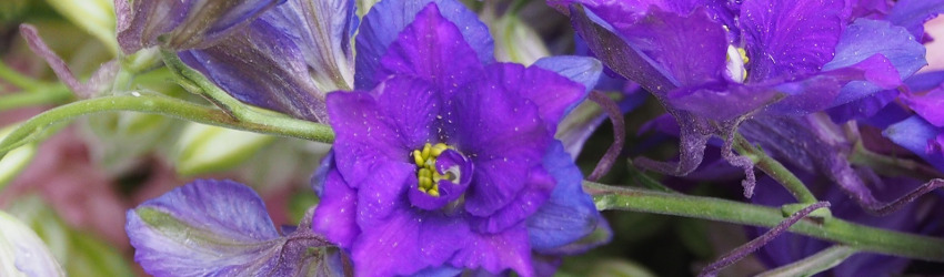 Larkspur
