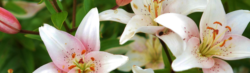 Lilies