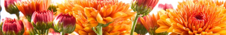 Orange Flowers