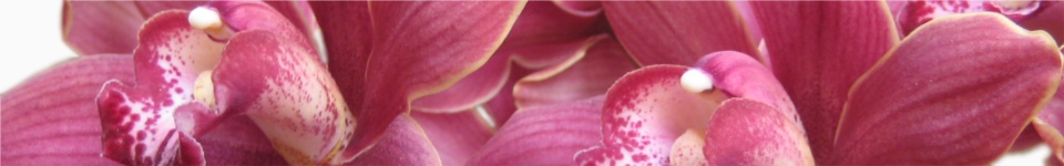 Pink Orchids