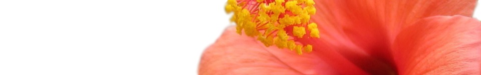 Peach Flowers