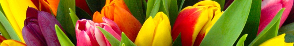 Tulips