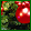 Christmas Flowers range 