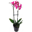 Link to New Home Flowers