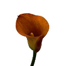 Link to Calla Lilies