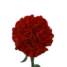 Link to Carnations
