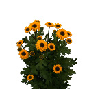 Link to Chrysanthemums