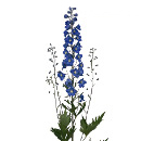 Link to Delphinium