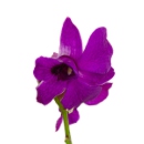 Link to Dendrobium
