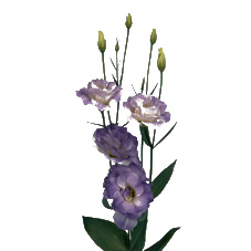 Link to Eustoma